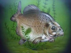 Nice Carp :)